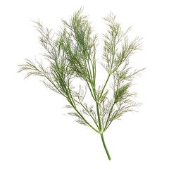 Obraz premium Fresh Fennel Bulb with Feathery Green Tops, Isolated on White.