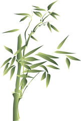 bamboo isolated on white