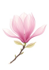 A delicate pink magnolia blossom, a symbol of springtime elegance and renewal, painted with soft watercolor strokes on a bright white background.