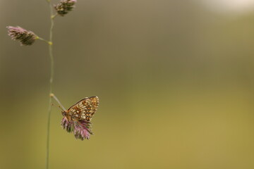 una farfalla melitaea al tramonto