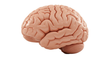 Isolated Human Brain Organ Anatomy