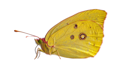 A bright yellow butterfly perched on an invisible surface, wings closed showing subtle patterns, isolated on a pure white background, minimalist and detailed focus