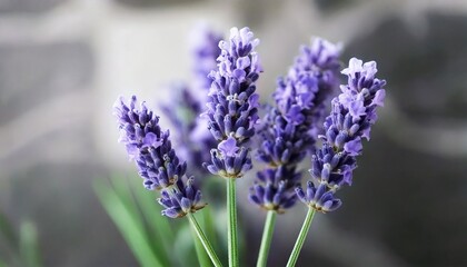 Fototapeta premium 美しいラベンダーの花畑