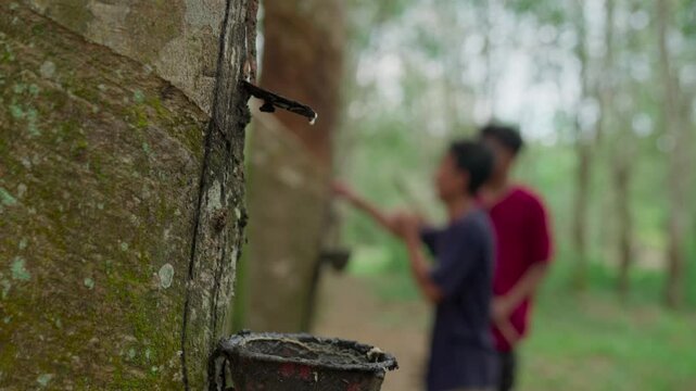 Indonesian farmers are working on the rubber tree plantation. Farmers are tapping rubber tree by making incisions on the tree bark