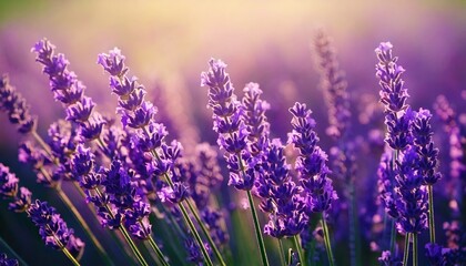 Obraz premium 美しいラベンダーの花畑