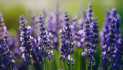 Obraz premium 美しいラベンダーの花畑