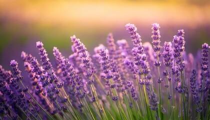 Fototapeta premium ラベンダーの花の風景、フォトジェニックで美しい花