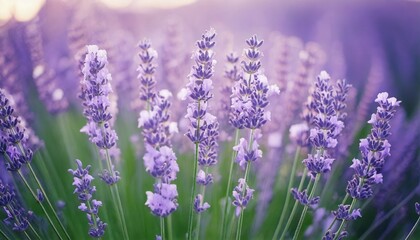 Obraz premium ラベンダーの花の風景、フォトジェニックで美しい花