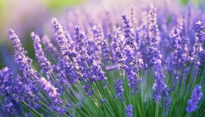 Obraz premium ラベンダーの花の風景、フォトジェニックで美しい花