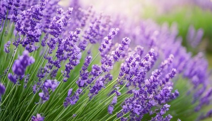 Obraz premium ラベンダーの花の風景、フォトジェニックで美しい花