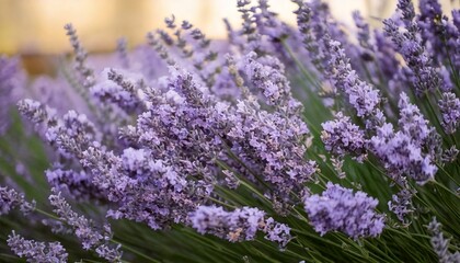 Obraz premium ラベンダーの花の風景、フォトジェニックで美しい花