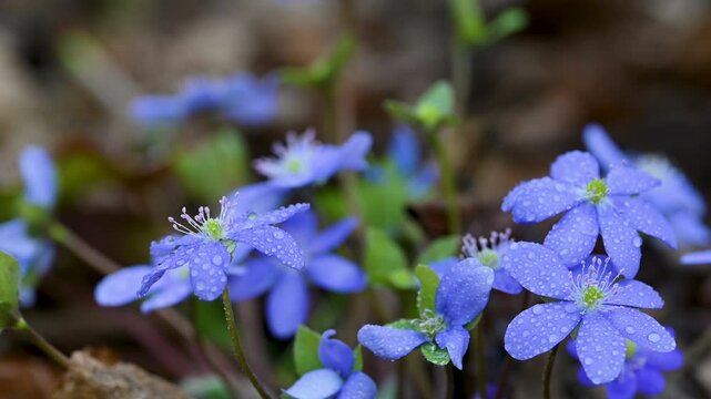 beautiful spring flowers Hepatica nobilis