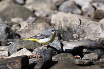 Grey Wagtail, foraging amongst stones in a river