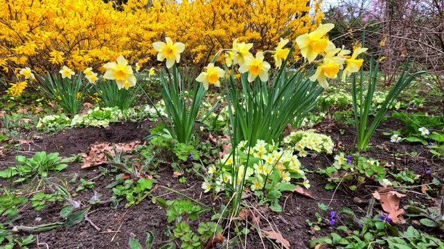 Yellow blooming daffodils and primrose with yellow flowers in the garden in spring, Ukraine.
