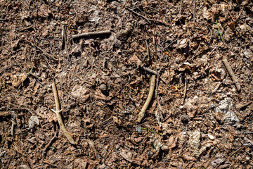 Natural pine forest ground with some leaves, twigs and seeds. Forest soil texture background
