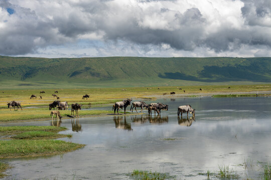 A herd of wildebeest stands at the edge of a shallow lake in the middle of the grassland of the Ngorongoro Crater in Tanzania, Africa, the crater rim and thick clouds above can be seen 