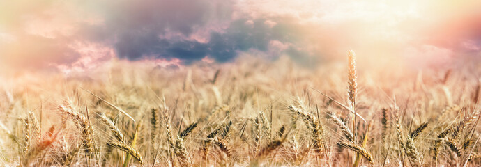 Wheat field in sunset, ears of golden wheat close-up and dramatic sky with clouds