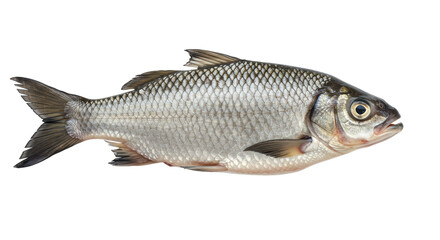 Isolated Raw Silver Fish with Detailed Scales