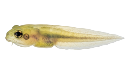 Isolated Tadpole Larva of a Frog in Detail