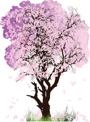 isolated large tree in pink fine blooms