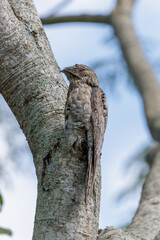 Common Potoo (Nyctibius griseus) with her chick perched on a branch.