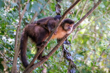 Tufted capuchin (Sapajus apella) with its baby on its back.