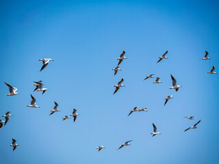 Flying black-headed gulls (Chroicocephalus), photographed in Houmt Souk.