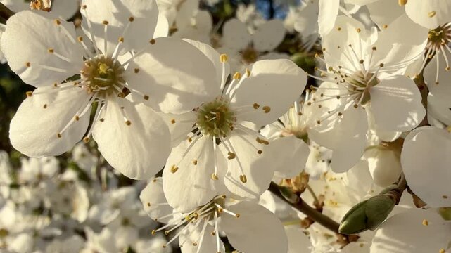 Kwitnąca wiśnia, białe kwiaty drzewa wiśniowego, płatki, zbliżenie, płynne przejście. Video 4k.