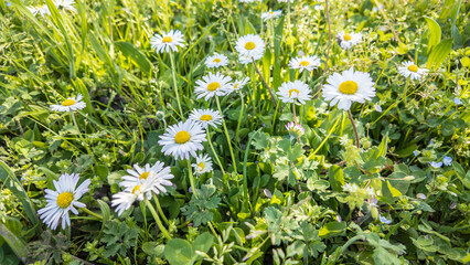 Common daisies growing in green grass during springtime © Filippo Carlot