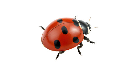 Isolated Red Ladybug with Black Spots