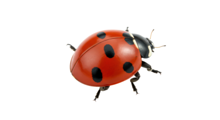Isolated Red Ladybug with Black Spots