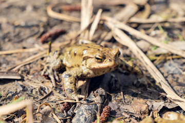 Common toad sitting on wet ground with direct front view. Wildlife photography. Amphibian in natural habitat. Zoology and biology concept. Design for poster, wallpaper, card, postcard, banner. 