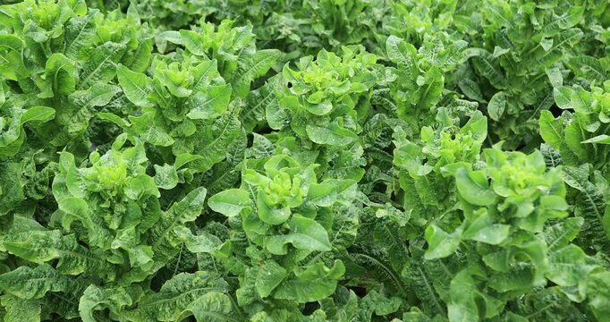 Green stem lettuce crops in garden