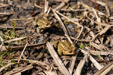 Common toad sitting on wet ground with direct front view. Wildlife photography. Amphibian in natural habitat. Zoology and biology concept. Design for poster, wallpaper, card, postcard, banner. 
