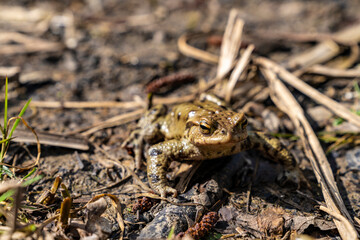 Common toad sitting on wet ground with direct front view. Wildlife photography. Amphibian in natural habitat. Zoology and biology concept. Design for poster, wallpaper, card, postcard, banner. 