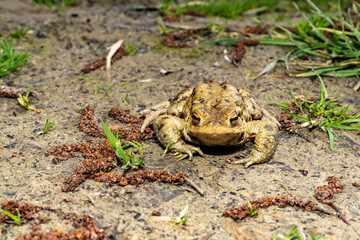 Common toad sitting on wet ground with direct front view. Wildlife photography. Amphibian in natural habitat. Zoology and biology concept. Design for poster, wallpaper, card, postcard, banner. 