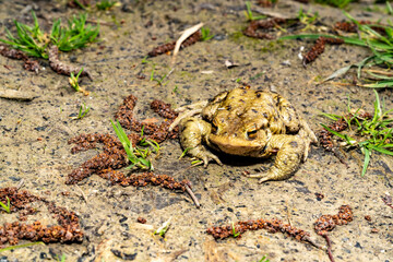 Common toad sitting on wet ground with direct front view. Wildlife photography. Amphibian in natural habitat. Zoology and biology concept. Design for poster, wallpaper, card, postcard, banner. 