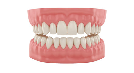 Fototapeta premium Isolated Set of Dentures with White Teeth and Pink Gums
