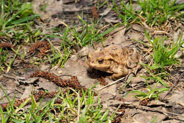 Common toad sitting on wet ground with direct front view. Wildlife photography. Amphibian in natural habitat. Zoology and biology concept. Design for poster, wallpaper, card, postcard, banner. 