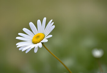 Obraz premium daisy flower on green background