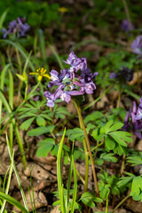 Purple corydalis flower blooming among dry leaves in spring forest. Botanical photography. Spring flora and seasonal nature concept. Design for postcard, greeting card, invitation, wallpaper. Eye-leve