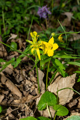 Yellow forest wildflowers blooming among dry leaves and green foliage. Macro shot in natural habitat. Springtime nature and botany concept for design and print