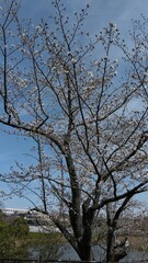 咲きかけの桜