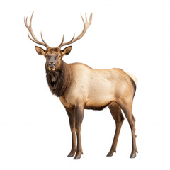 Obraz premium A majestic elk standing proudly with impressive antlers in a natural pose, against a white isolated background, highlighting its features and stature.