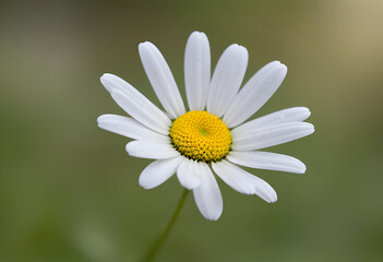 Fototapeta premium white flower