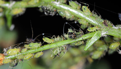 Aphids, common names include greenfly and blackfly. A colony of pests on a plant in the garden.