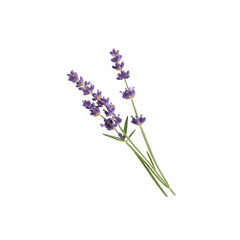 Obraz premium A vibrant cluster of lavender blooms, showcasing delicate purple petals and green stems against a white isolated background, perfect for enhancing any floral-themed design.