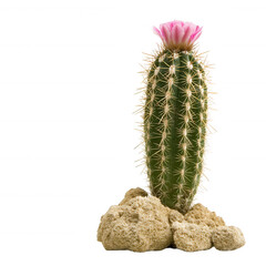 A vibrant cactus with a pink flower atop, set against a white isolated background, showcasing its unique texture and form.