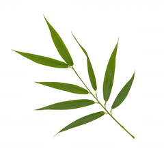 Obraz premium A vibrant green bamboo leaf branch isolated on a white background, showcasing natural beauty and elegance, perfect for design, decoration, and botanical themes.