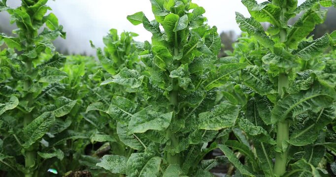 Green stem lettuce crops in garden